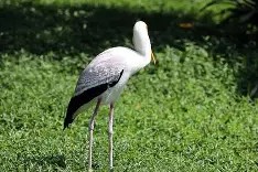 皇冠体育-鹳湞?g楛?1L@?厜搖=s鑄?絬?GmUUh迖蓋潿的简单介绍